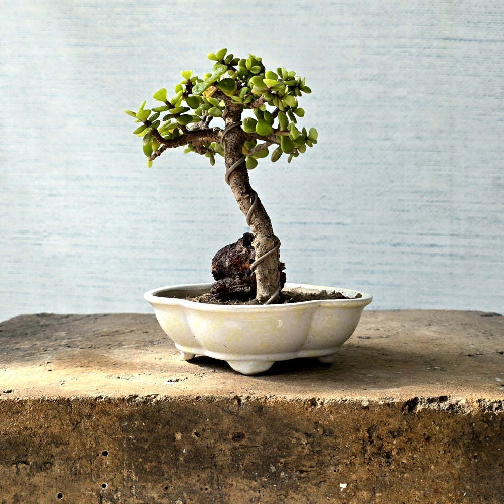 Jade Bonsai Tree