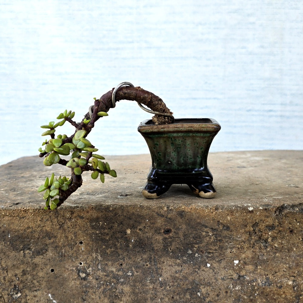 Jade Bonsai Tree