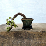 Jade Bonsai Tree