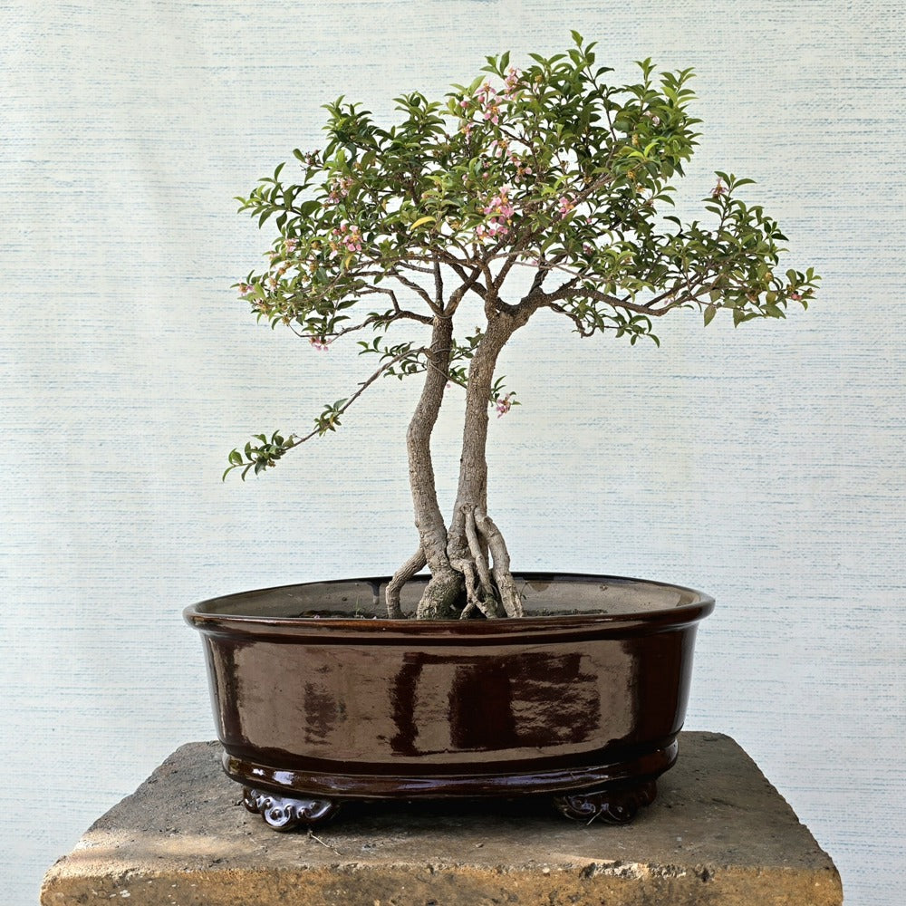 Malpighia Bonsai Tree Twin-Trunk Style