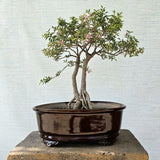 Malpighia Bonsai Tree Twin-Trunk Style