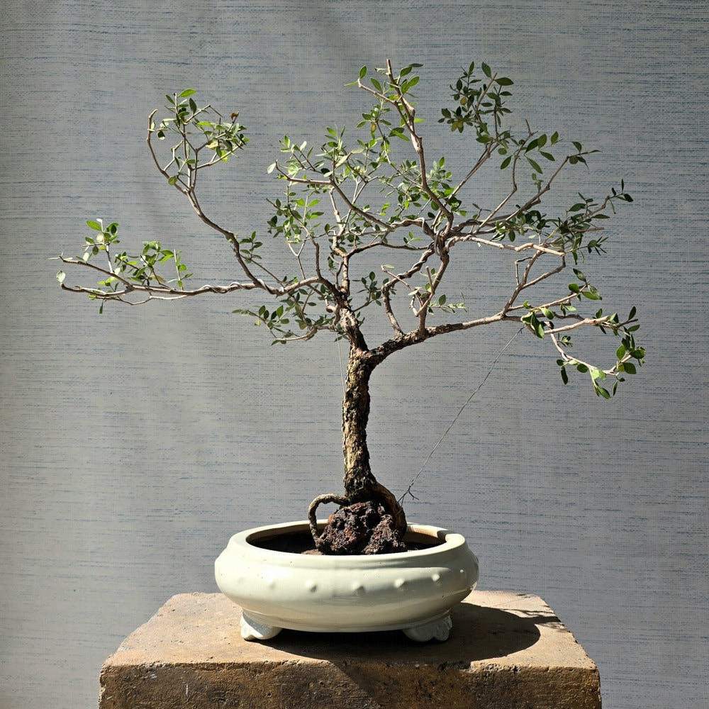 Henna\Mehndi Bonsai Tree