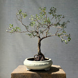 Henna\Mehndi Bonsai Tree