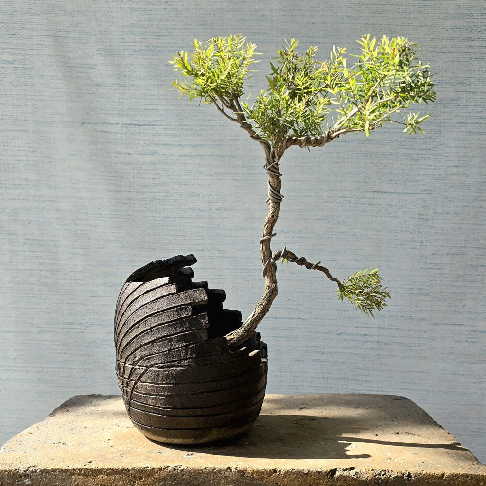 Melaleuca Bonsai Tree