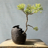 Melaleuca Bonsai Tree