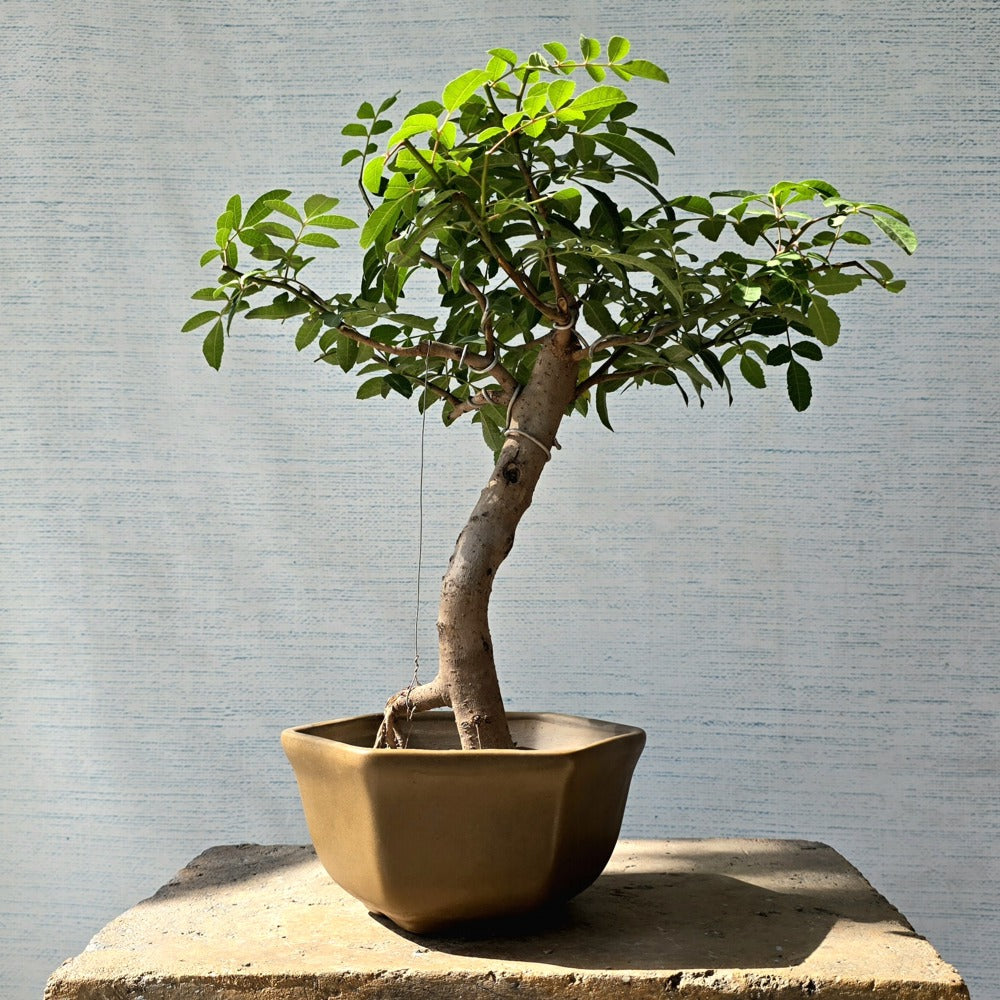 Brazilian Pepper Tree