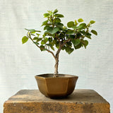 Sea Hibiscus Bonsai Tree