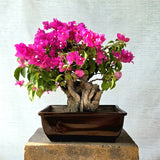 Bougainvillea Bonsai Tree