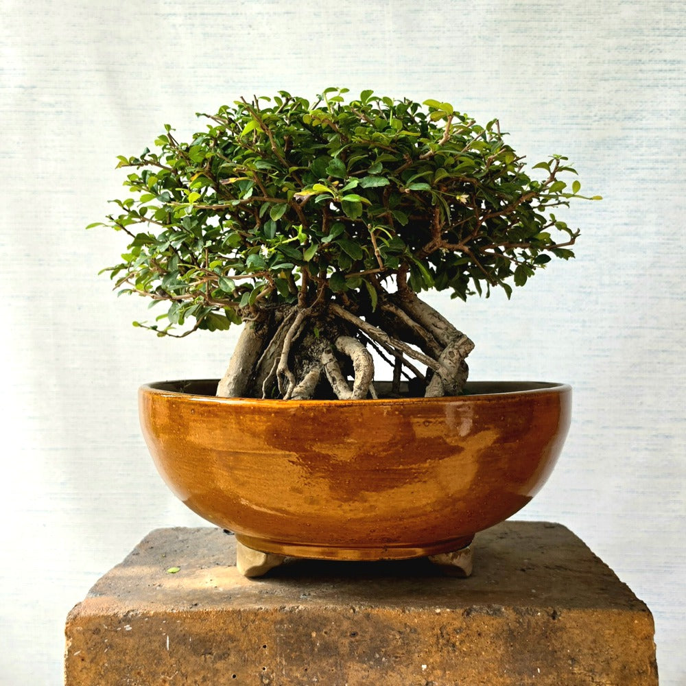 Fukien Tea Bonsai