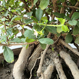 Fukien Tea Bonsai