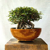 Fukien Tea Bonsai