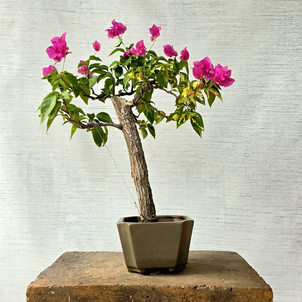 Bougainvillea Bonsai Tree