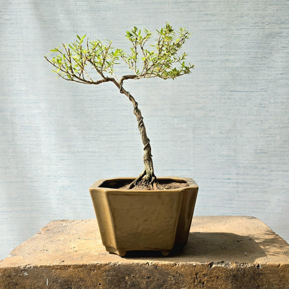 Snow Rose aka Serissa Bonsai Tree (Flowering)