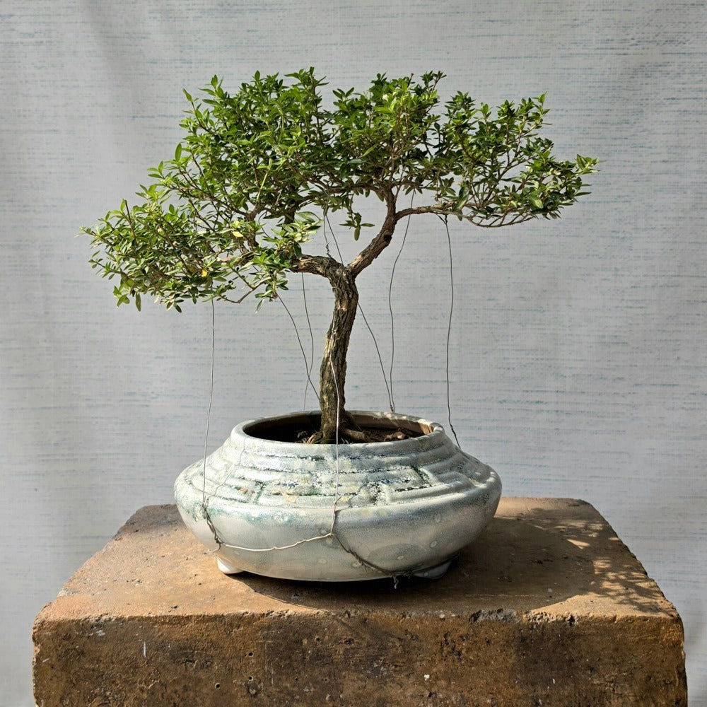 Snow Rose aka Serissa Bonsai Tree (Flowering)