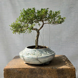 Snow Rose aka Serissa Bonsai Tree (Flowering)
