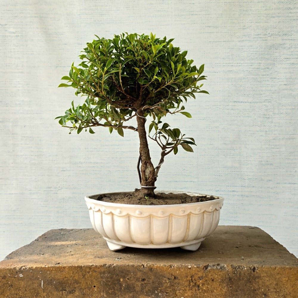 Ficus Bonsai Tree