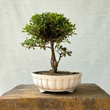 Ficus Bonsai Tree
