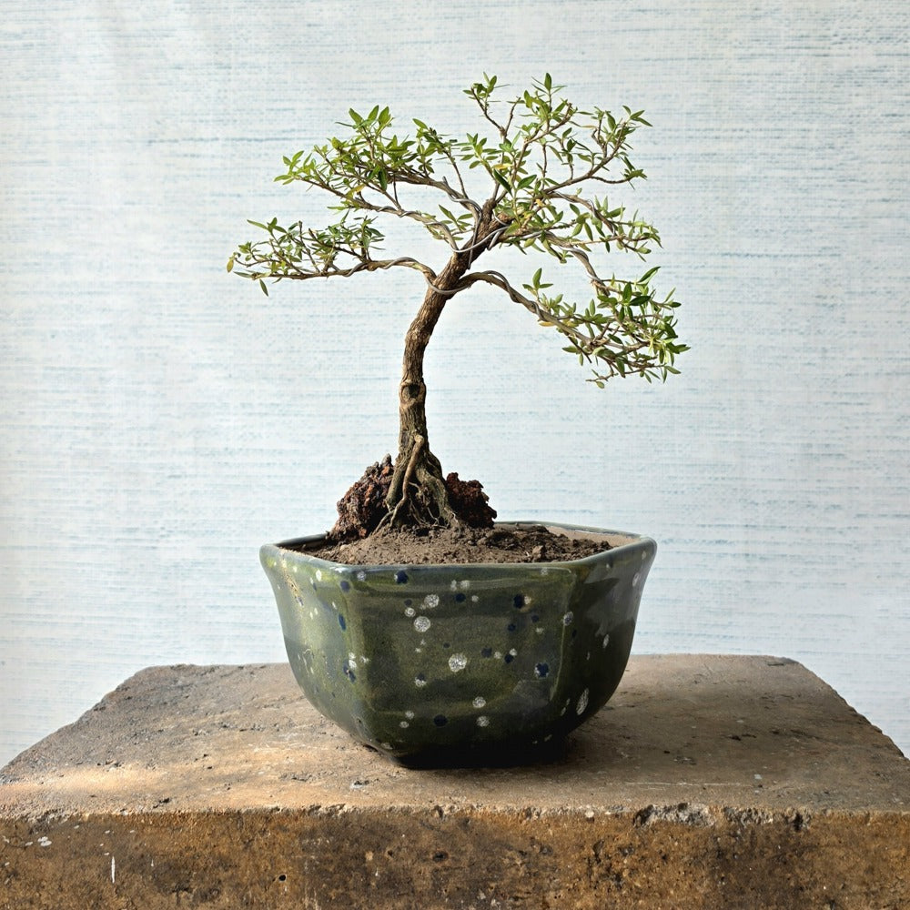 Snow Rose aka Serissa Bonsai Tree (Flowering)