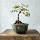 Snow Rose aka Serissa Bonsai Tree (Flowering)