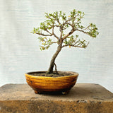 Snow Rose aka Serissa Bonsai Tree