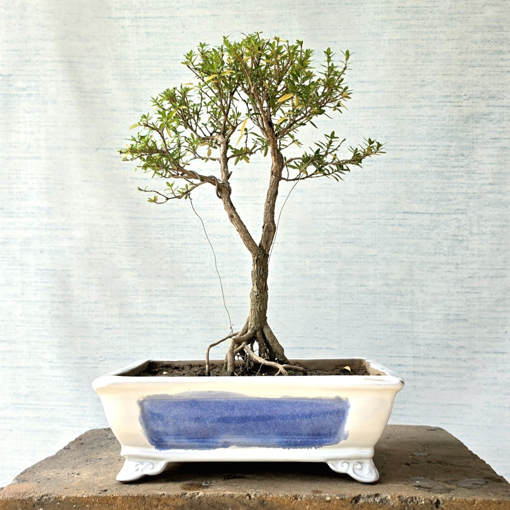 Snow Rose aka Serissa Bonsai Tree
