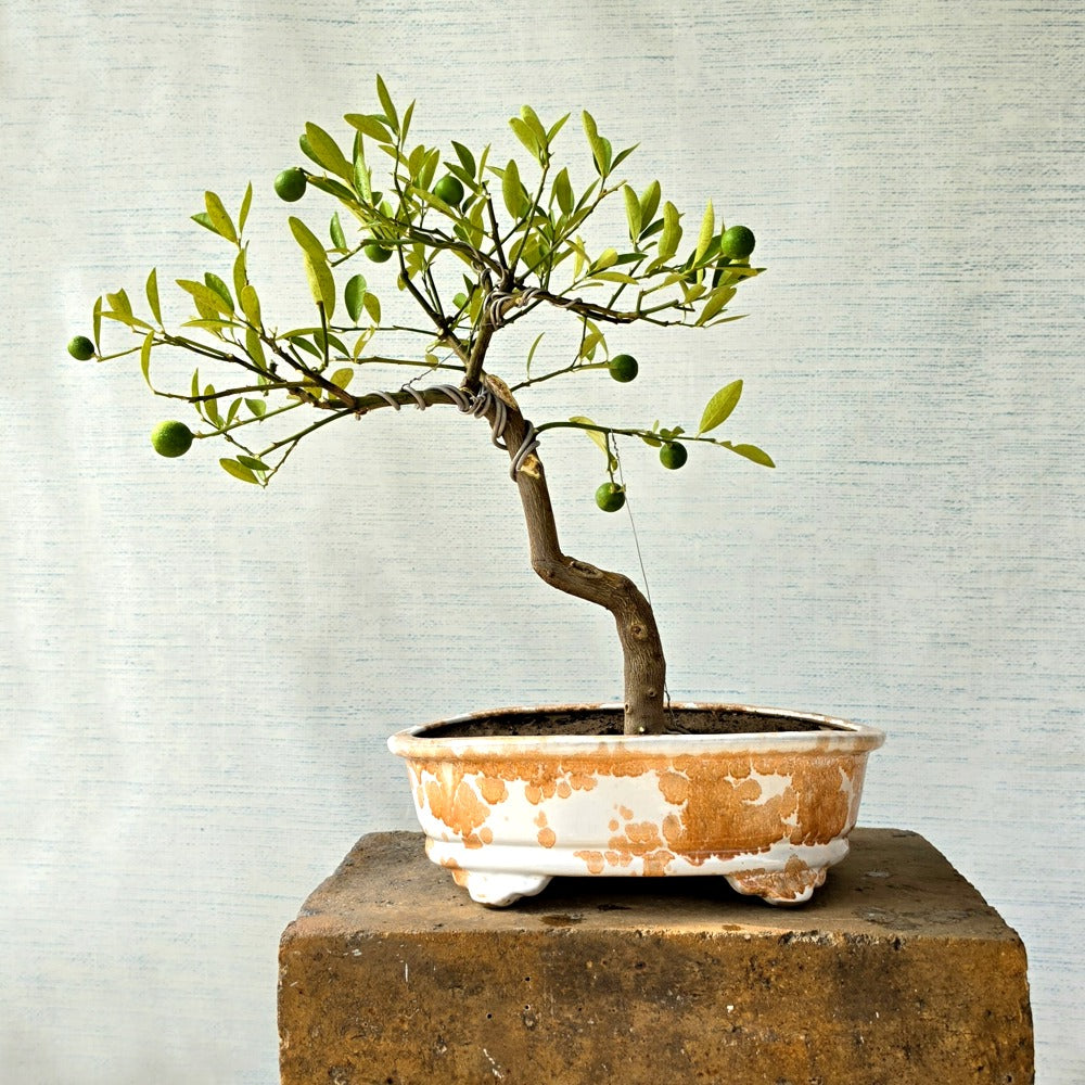 Lemon Bonsai Tree
