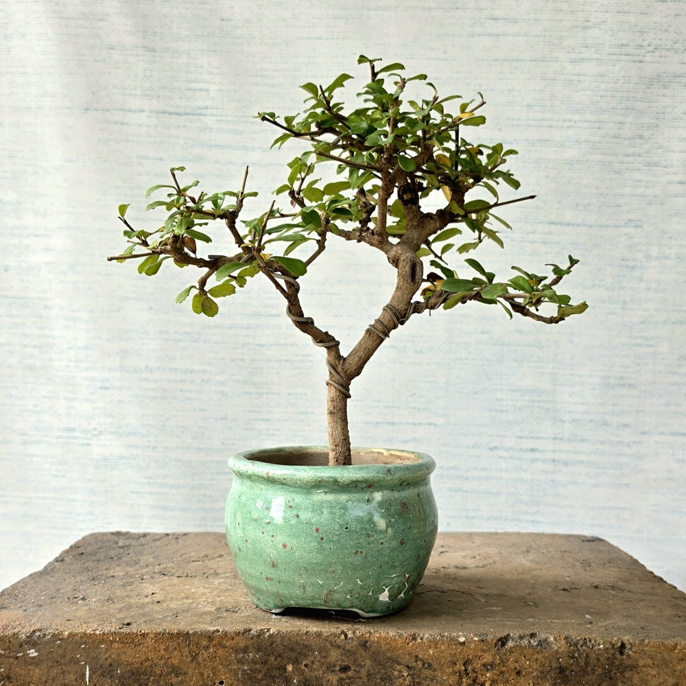 Fukien Tea Bonsai Tree