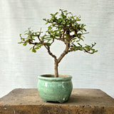 Fukien Tea Bonsai Tree
