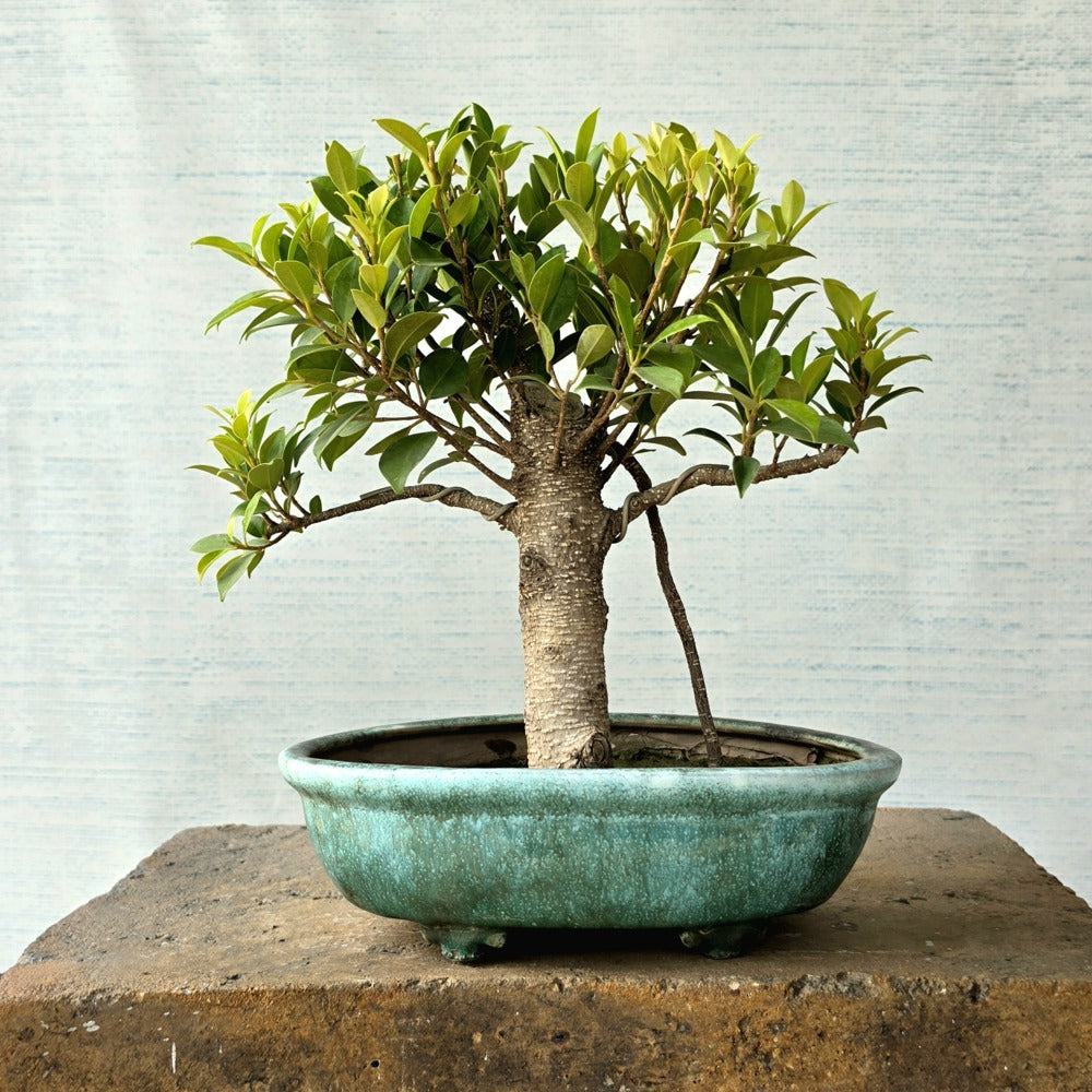 Ficus Bonsai Tree