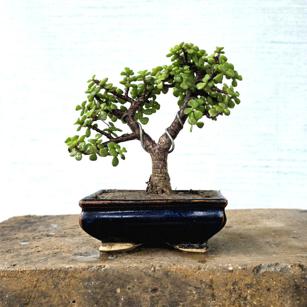 Jade Bonsai Tree