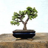 Jade Bonsai Tree