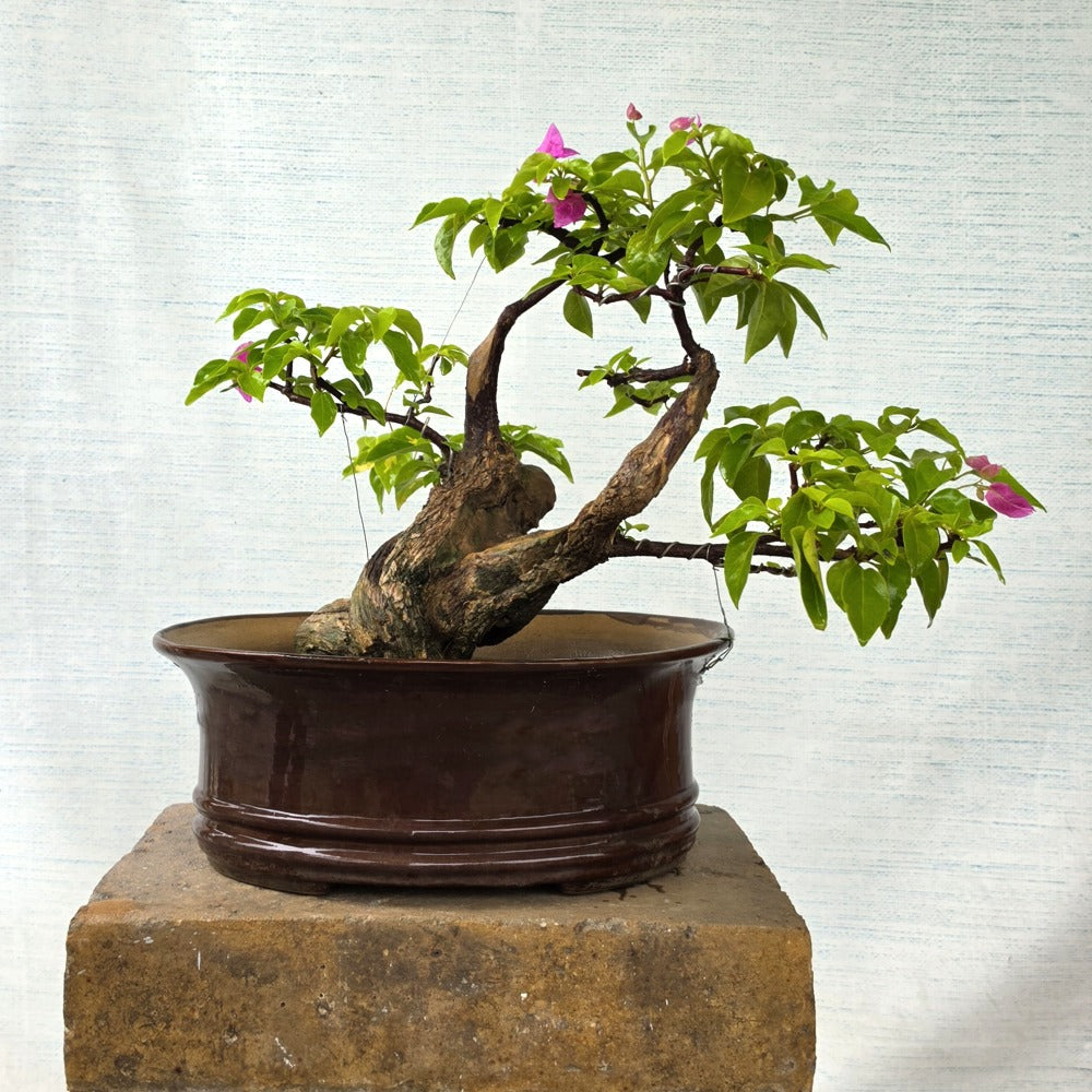 Bougainvillea Bonsai Tree