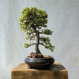 Jade Bonsai Tree