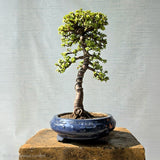 Jade Bonsai Tree