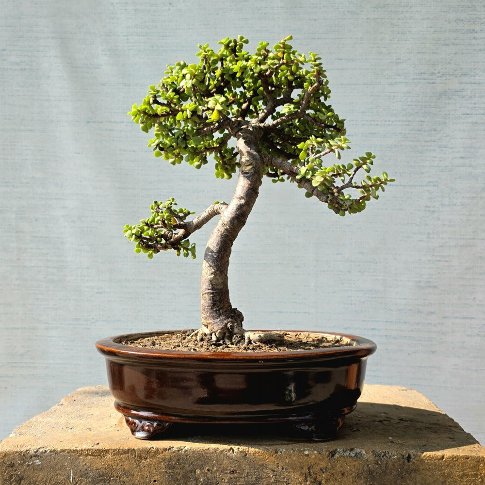 Jade Bonsai Tree