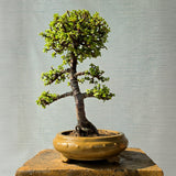 Jade Bonsai Tree