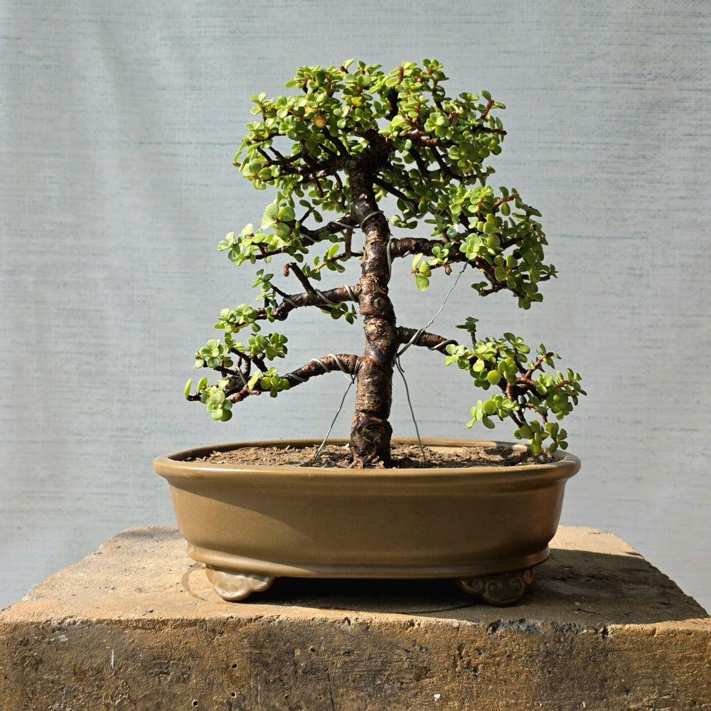 Jade Bonsai Tree