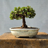 Jade Bonsai Tree