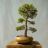Jade Bonsai Tree