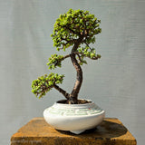 Jade Bonsai Tree