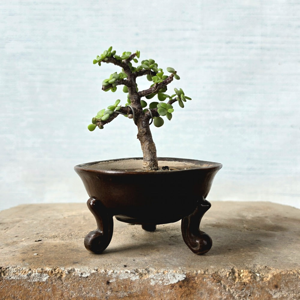 Jade Bonsai Tree