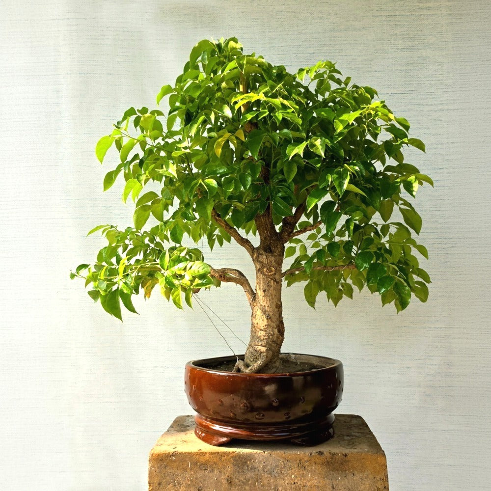 China Doll Bonsai Tree