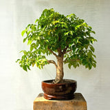 China Doll Bonsai Tree