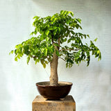 China Doll Bonsai Tree
