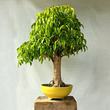 China Doll Bonsai Tree