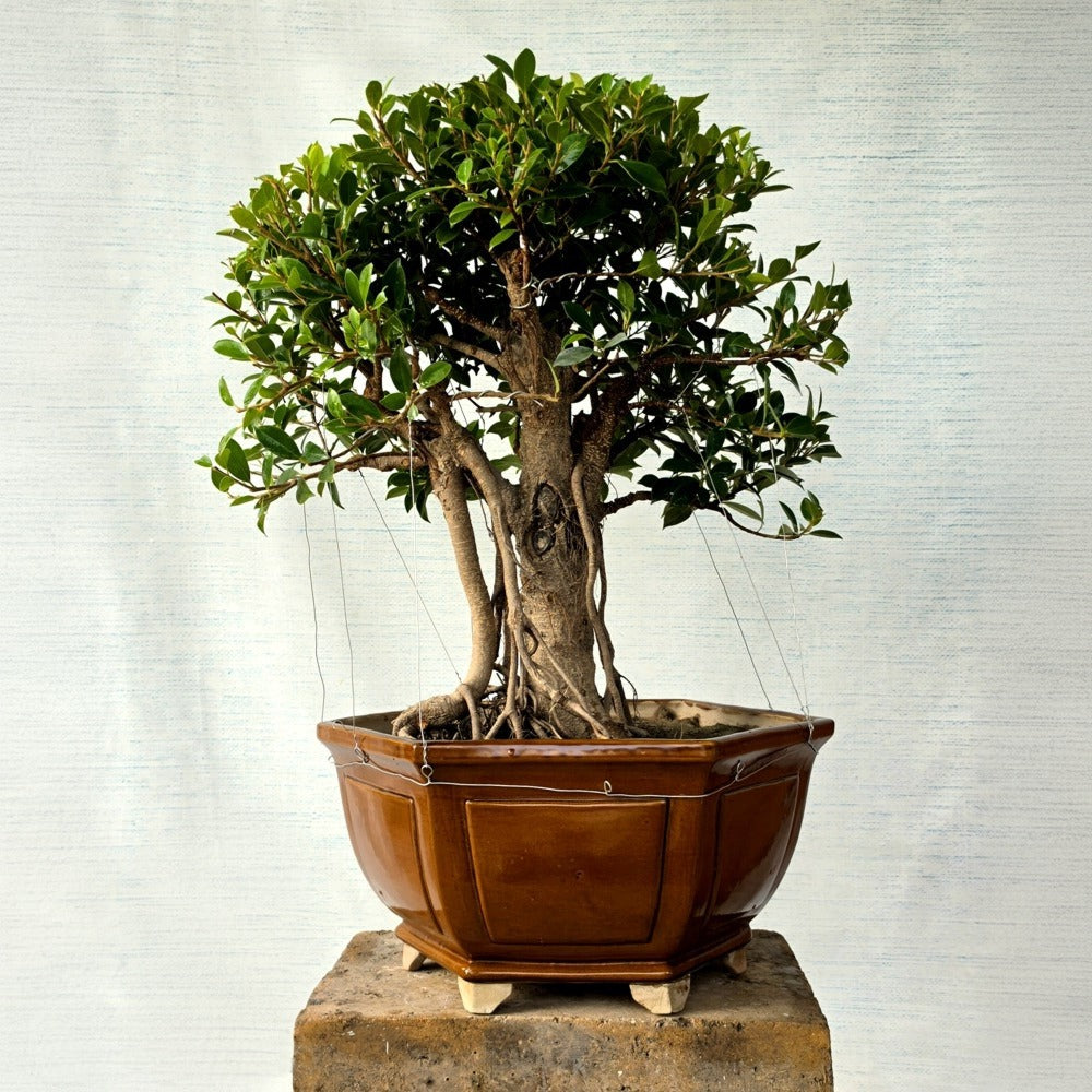 Ficus Bonsai Tree