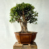 Ficus Bonsai Tree