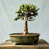 Jade Bonsai Tree