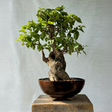Bougainvillea Bonsai Tree