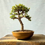 Jade Bonsai Tree